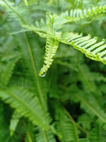 葉に水滴 ポリポジオフィチナ植物 — ストック写真