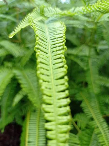 Wassertropfen Auf Den Blättern Polypodiophytina Pflanze — Stockfoto