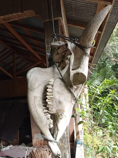 Buffalo skull hanging in warehouse