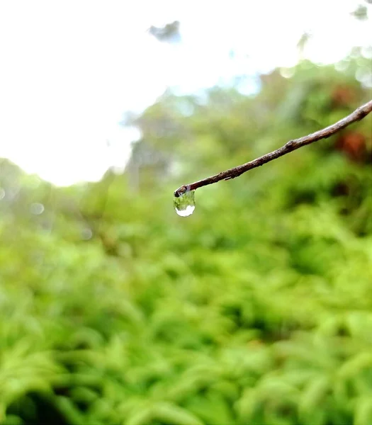 dripping water from wooden branch