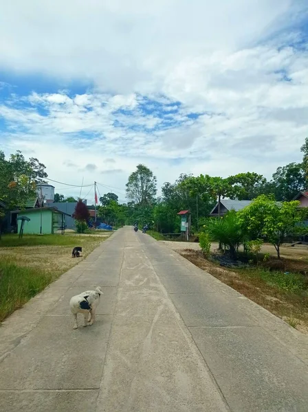 Jalan Masuk Desa Desa Tapen Central Borneo — Stok Foto