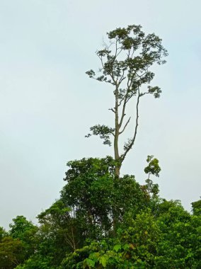 Bir ağaç diğerinden daha uzun.