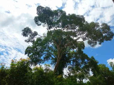 Nehri geçtikten sonra sığınak için büyük bir ağaç.