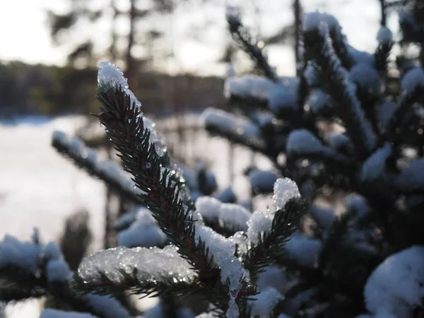 Ağaçlarda kar ve don ile kışın manzarası