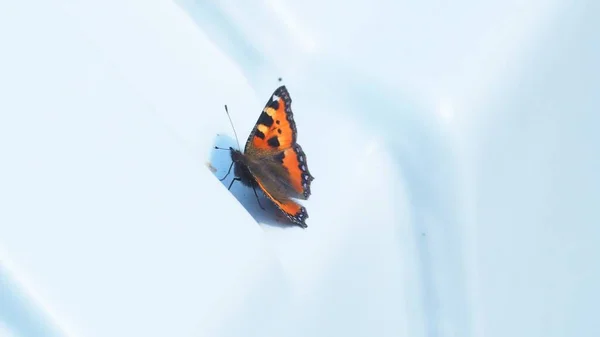 Açık arkaplanlı turuncu kelebek