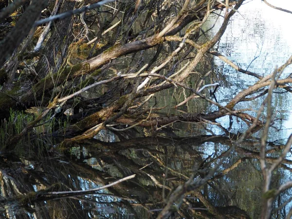 Yüzeyde yansıması olan sudaki ağaçlar ve dallar