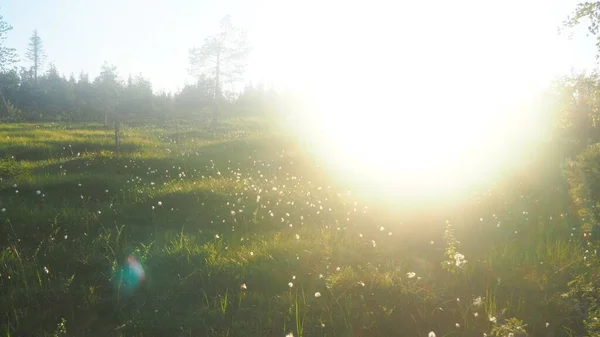 Yazın gün batımından önce Laponya manzarası