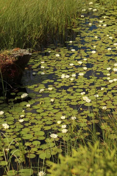 Nilüferlerin güzel manzarası