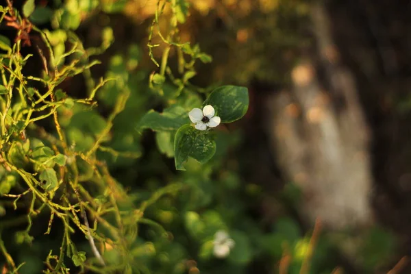 Ormandaki beyaz bir çiçeğin yakın çekimi.