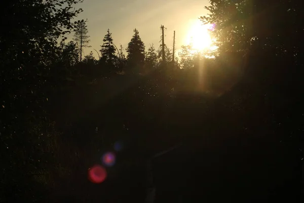 Ormanda güzel bir gün batımı