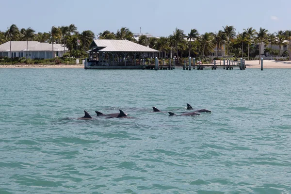 Yunuslar okyanus kıyısında yüzüyor ve arka planda birçok palmiye ağacı var.