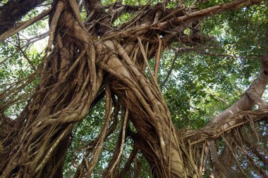 Büyük ağaç aşağıdan gördüm