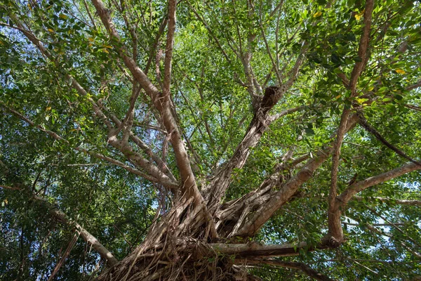 下から見た大きな緑の木 — ストック写真