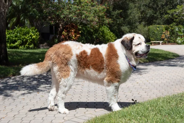 Büyük Saint Bernard köpeği bir yaz günü etrafında bir sürü yeşillikle
