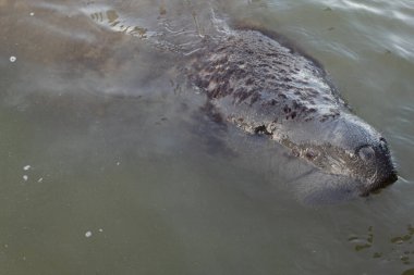 Kafasını sudan çıkaran bir deniz ayısı.