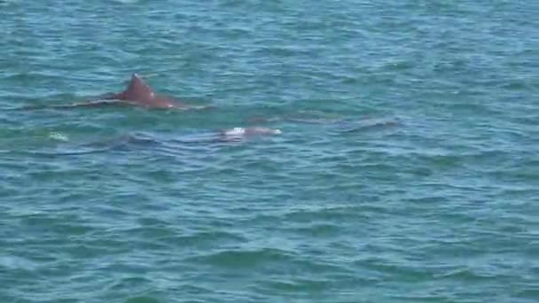 Néhány Delfin Együtt Úszik Tengerben — Stock videók