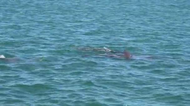 Όμορφα Δελφίνια Κολυμπούν Μαζί Στα Γαλαζοπράσινα Νερά Του Ωκεανού — Αρχείο Βίντεο