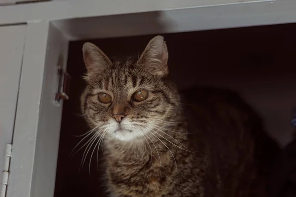 Brązowy Kot Szukający Zdobyczy Daleka — Zdjęcie stockowe