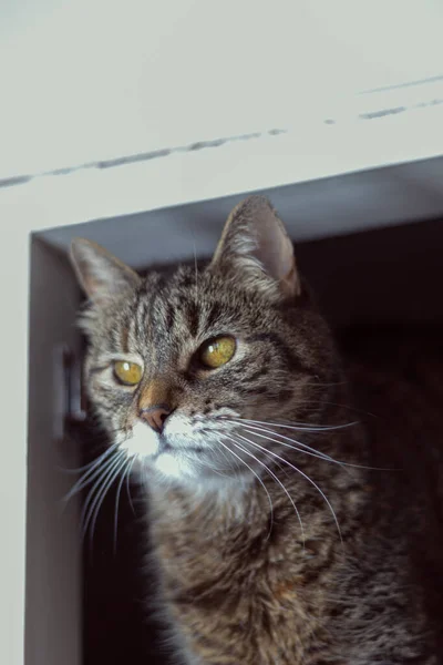 Beautiful Cat Stripes Peeking Small Door — Fotografia de Stock