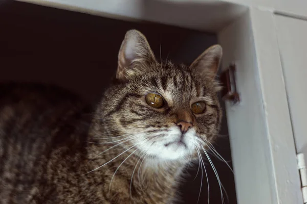 Young Brown Cat Stripes Looking Horizon — Stock fotografie