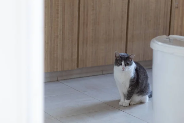 Jovem Gato Sentado Porta Uma Cozinha Olhando Para Câmera — Fotografia de Stock