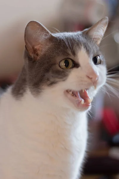 Angry Big Eyed Gray White Young Cat Showing Its Fangs — Stock fotografie