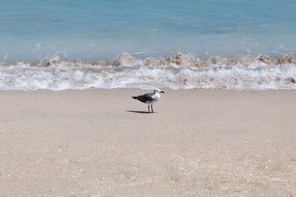 Deniz kıyısında duran izole bir martı.