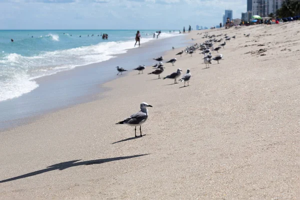 Seagull Standing Sea Shore Other Seagulls Out Focus Unrecognizable People — Foto de Stock