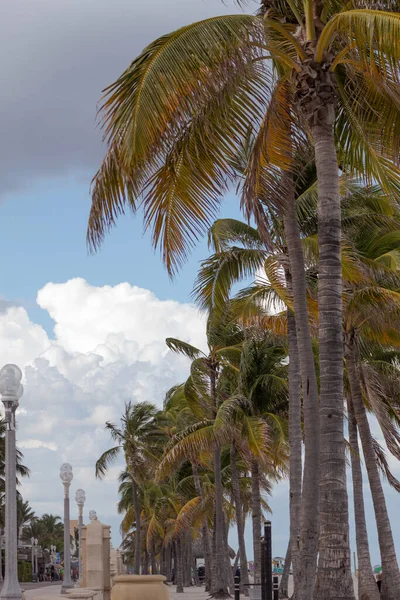 Palm Trees Organized Line Beach Clouds Background — Foto de Stock