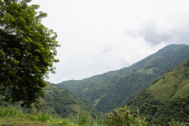 Green mountains with a tree and grass in the foreground and a white sky in the background, Colombia.