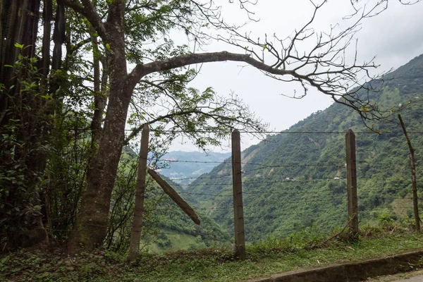 Thin Trunks Trees Next Fence Green Mountains White Sky Background — Stockfoto