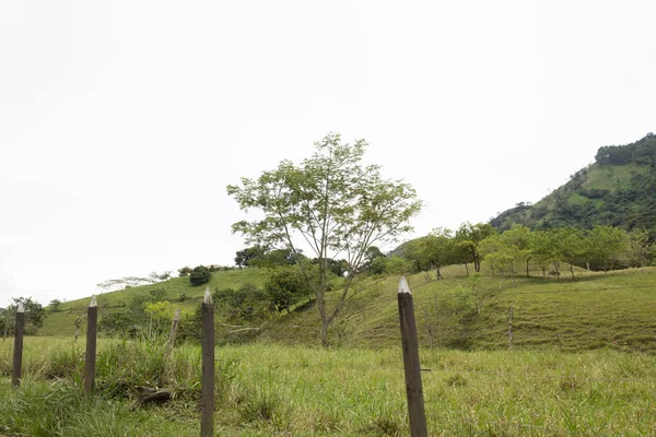 A thin tree in the center of an overgrown landscape with a fence in the foreground and white sky in the background