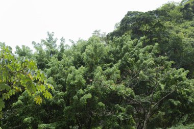 Some large, leafy bushes together