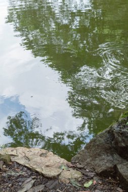 Vertical shot of a lake shore with ripples in the water and reflections of trees and the sky