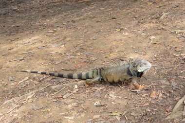 An isolated iguana walking on land