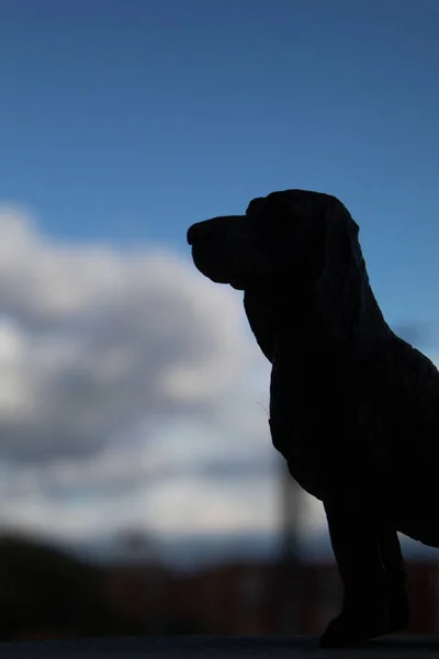 Ένα Backlight Ενός Σκύλου Παιχνίδι Κατά Διάρκεια Μιας Ηλιόλουστης Ημέρας — Φωτογραφία Αρχείου