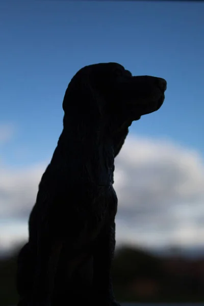 Güneşli Bir Günde Bir Köpeğin Arka Işığı — Stok fotoğraf