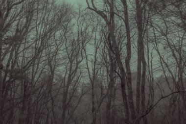 İnce ağaçlarla dolu korkunç ve soğuk bir orman. Massachusetts, ABD.
