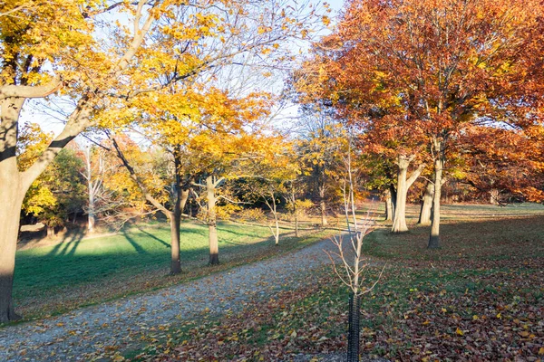 Parque Durante Outono Com Muitas Árvores Folhas Secas Chão Massachusetts — Fotografia de Stock