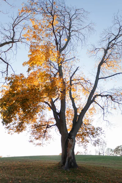 A huge tree with its bare branches and a few yellow leaves on a green meadow.
