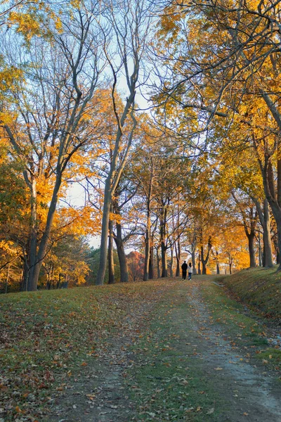 Due Irriconoscibili Escursionisti Parco Pieno Enormi Alberi Con Foglie Gialle — Foto Stock