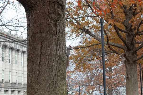 Esquilo Escalando Uma Árvore Uma Tarde Outono — Fotografia de Stock