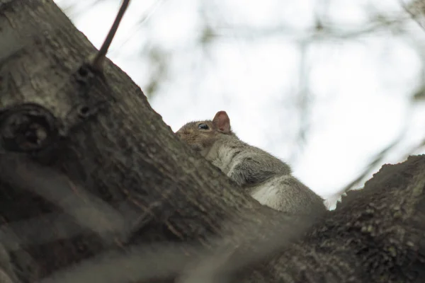 Squirrel Tree Branch Seen — Stock Photo, Image