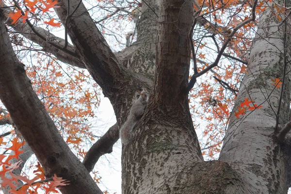 Squirrel High Tree Looking Camera Autumn — Stock Photo, Image