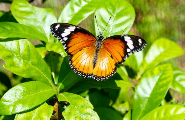 Gede, Malindi, Kenya 'da Kelebek