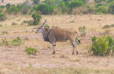 Maasai mara antelope standing in the park