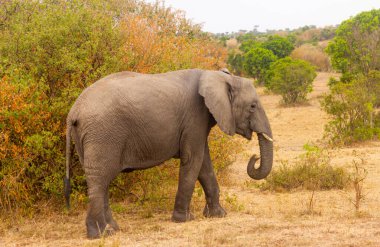African Elephants in a park