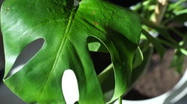 Canavar yaprağına yavaş çekimde su püskürtmek. İsviçre peynirini yavaş çekimde sulamak