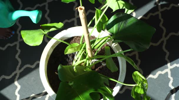 Jonge Vrouw Verzorgen Van Monstera Plant Besproeien Bladeren Met Spray — Stockvideo