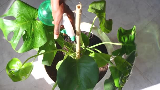 Young Woman Taking Care Monstera Plant Watering Leaves Spray Sprinkling — Stock Video